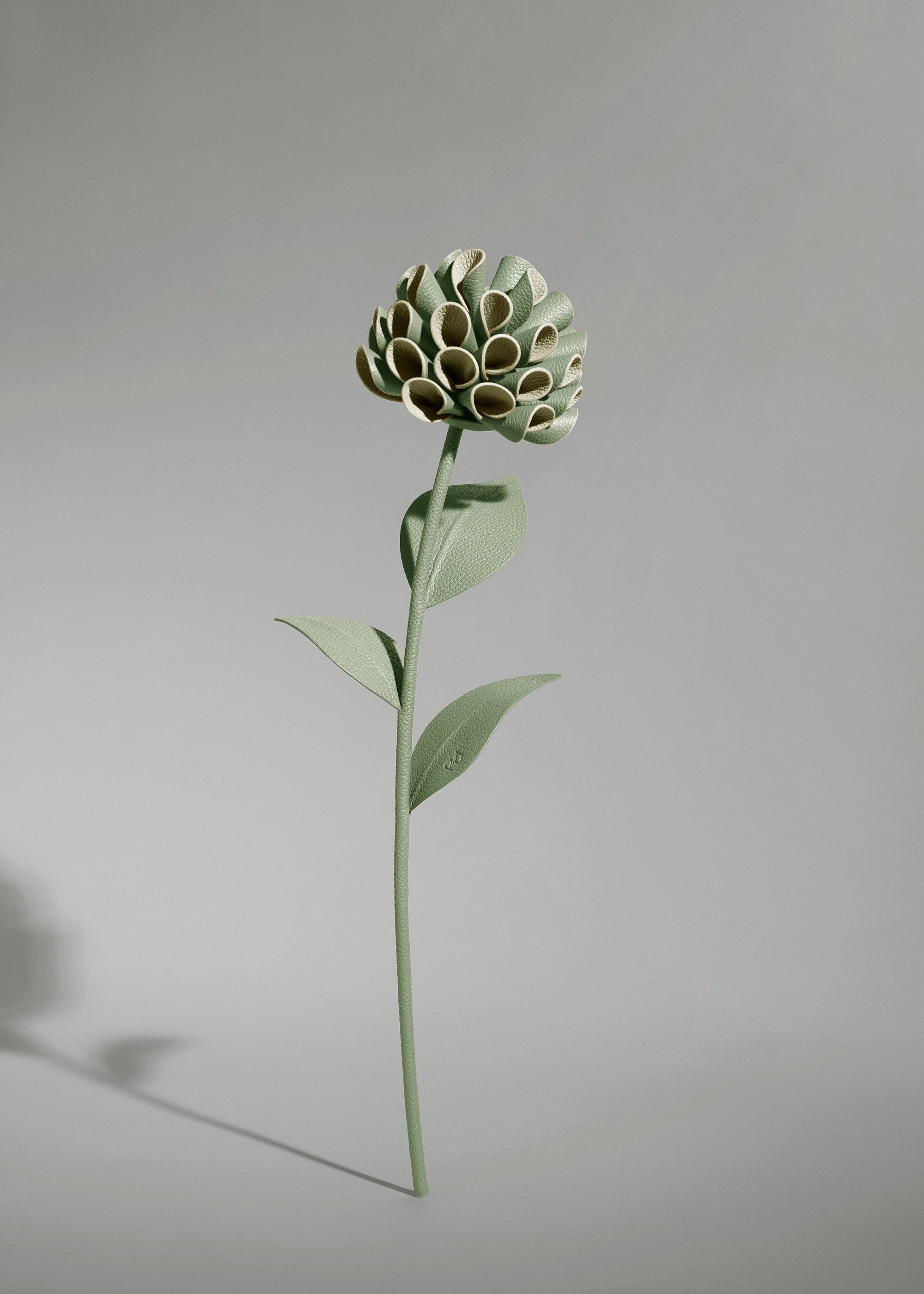 Dalium Flower - Duo Fresh Almond