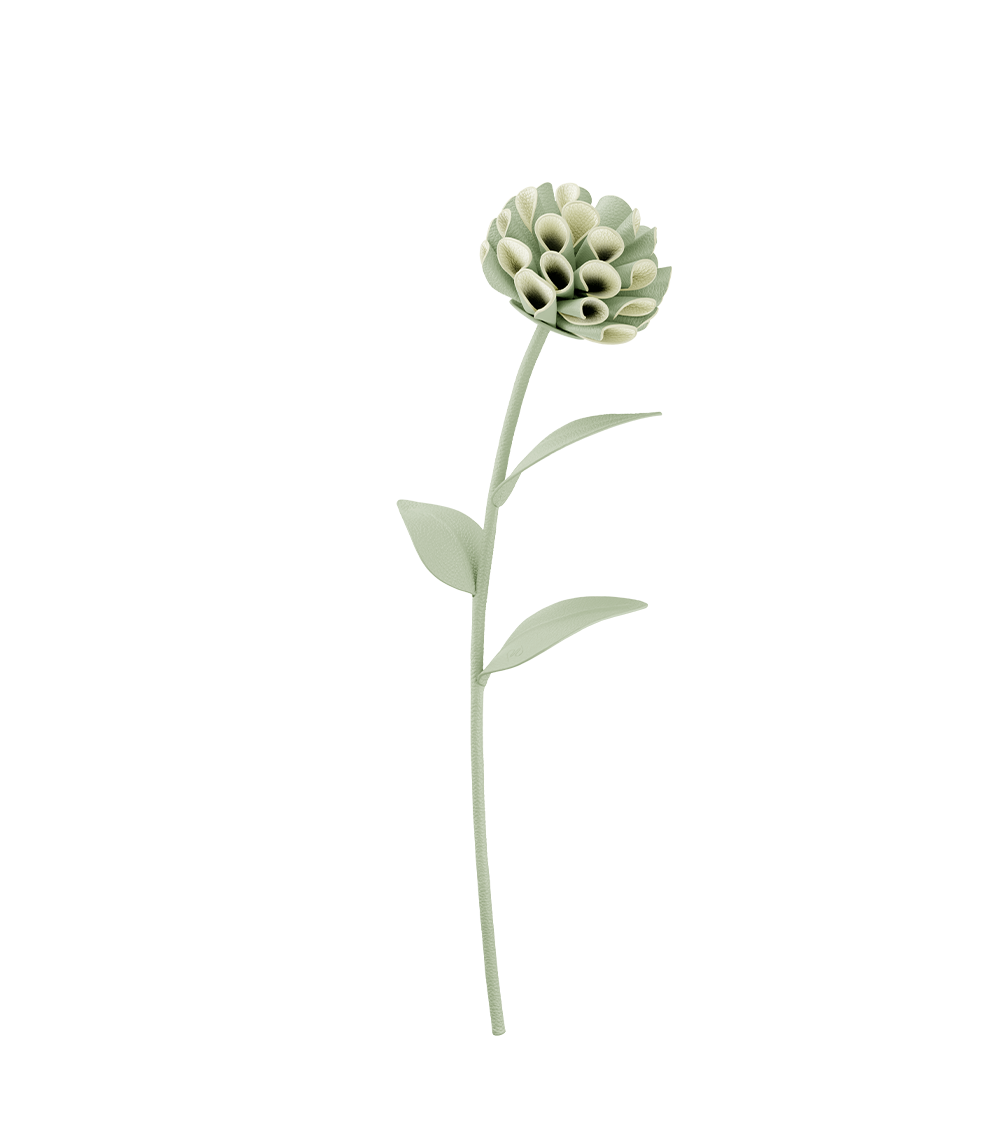 Dalium Flower - Duo Fresh Almond